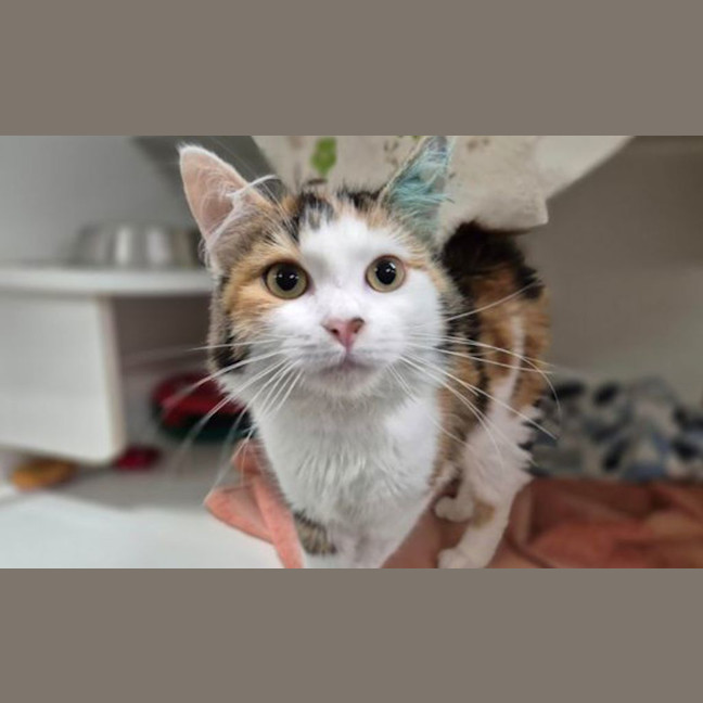 Photo of Miffy