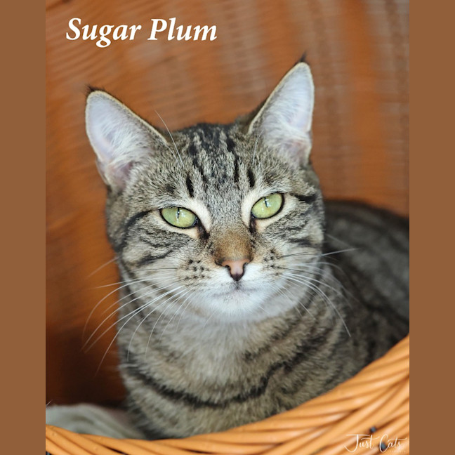 Photo of Sugar Plum