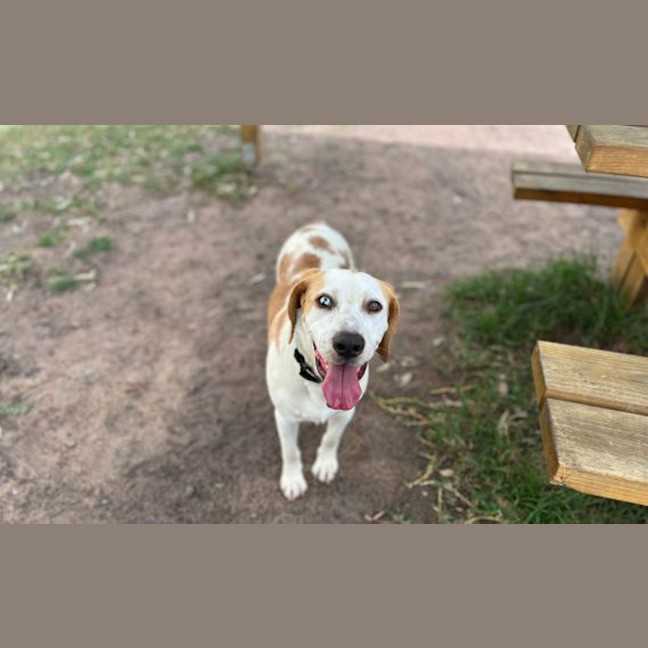 Photo of Biscoff