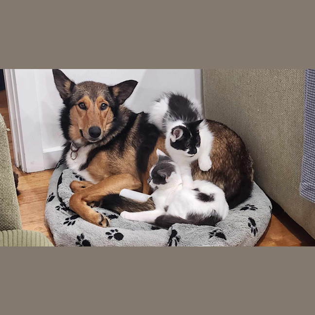 Photo of Spot