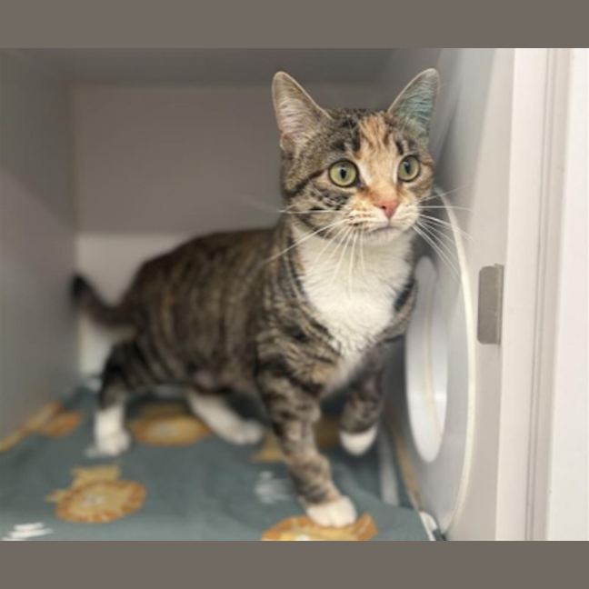 Photo of Nala