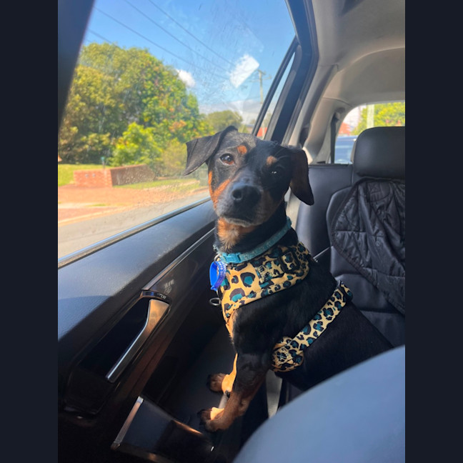 Photo of Trevor   6 Year Old Dachshund X Chihuahua