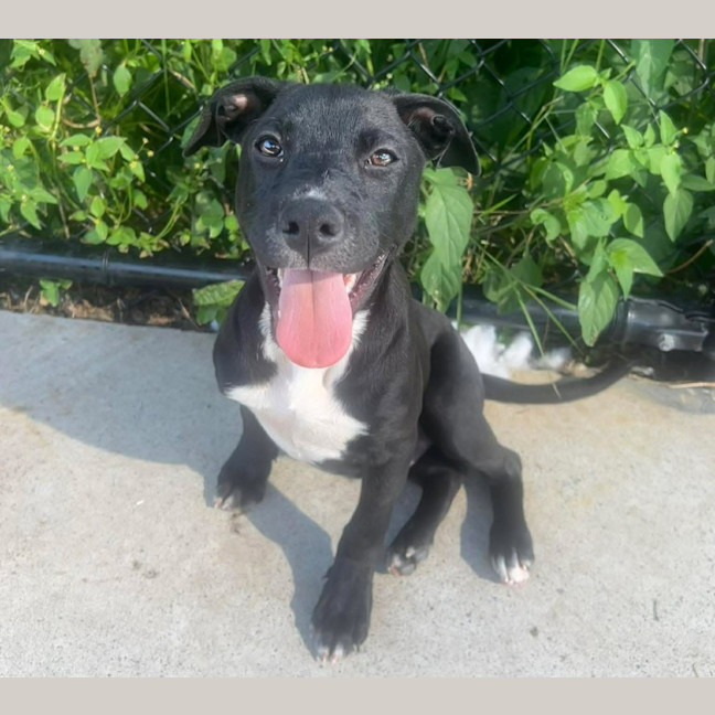 Photo of Shadow Imp 458