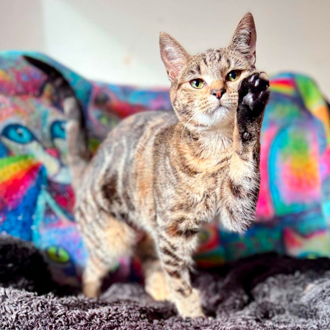 Photo of Natasha   In Foster Care In Templestowe