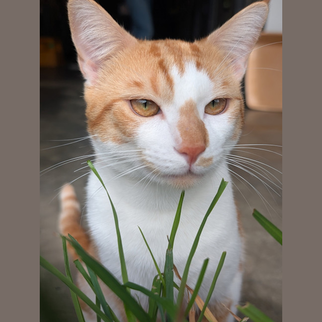 Photo of Ziggy