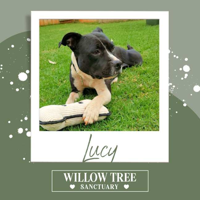Photo of Lucy