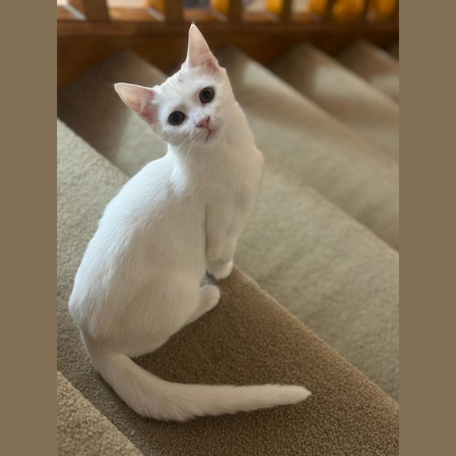 Photo of Luna