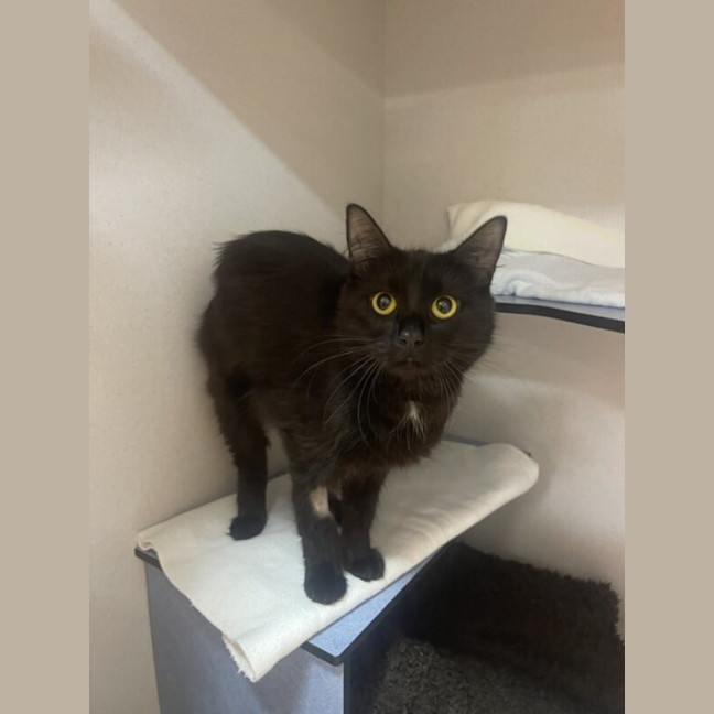 Photo of Soot Sprite