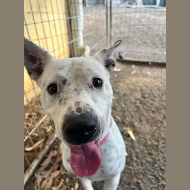 Photo of Dottie