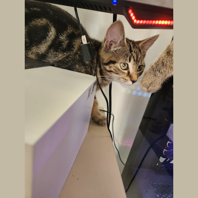 Photo of Misty