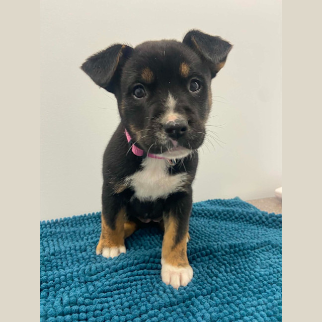 Photo of Nova