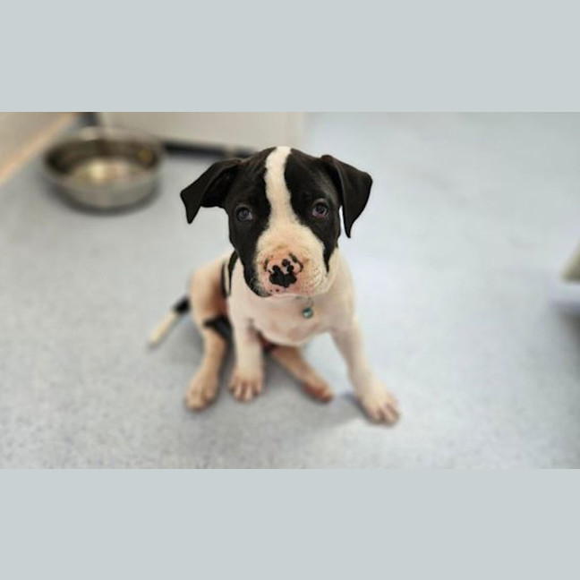 Photo of Boh