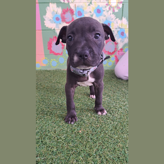 Photo of D1105 Harriet