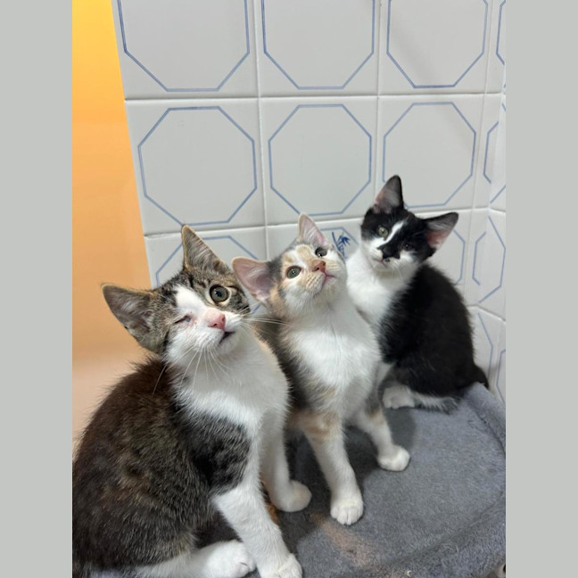 Photo of Chickpea🐥