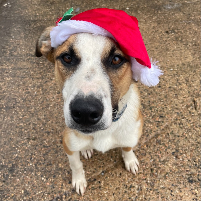 Photo of Rogue (Tuff)