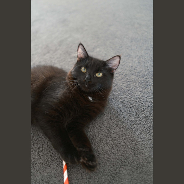 Photo of Tippa & Sooty   7 Month Old Domestic Medium Hair