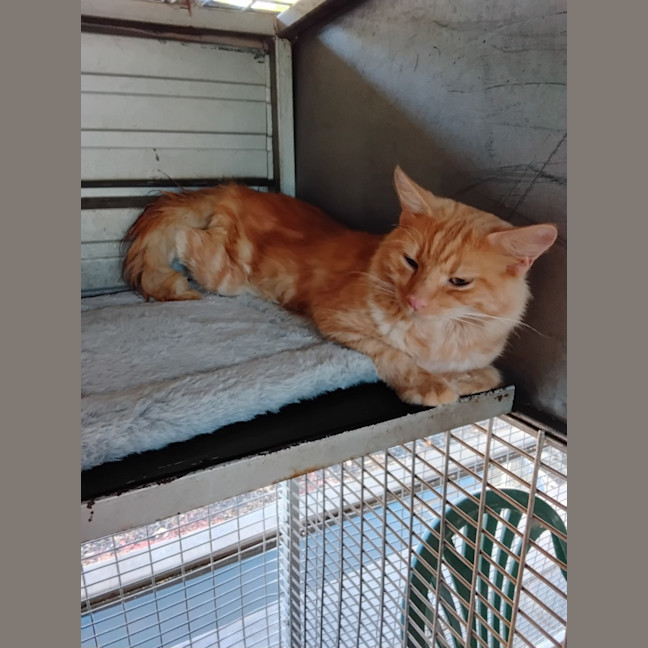 Photo of Oscar