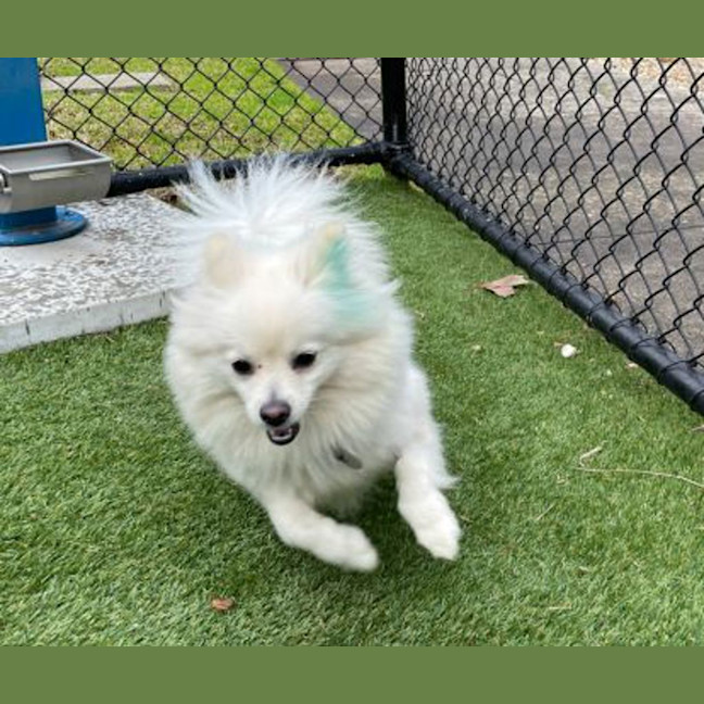 Photo of Snowy