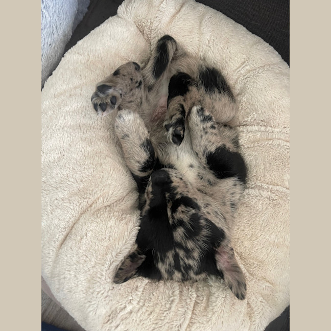 Photo of Leo   8 Week Old Koolie (Trial)