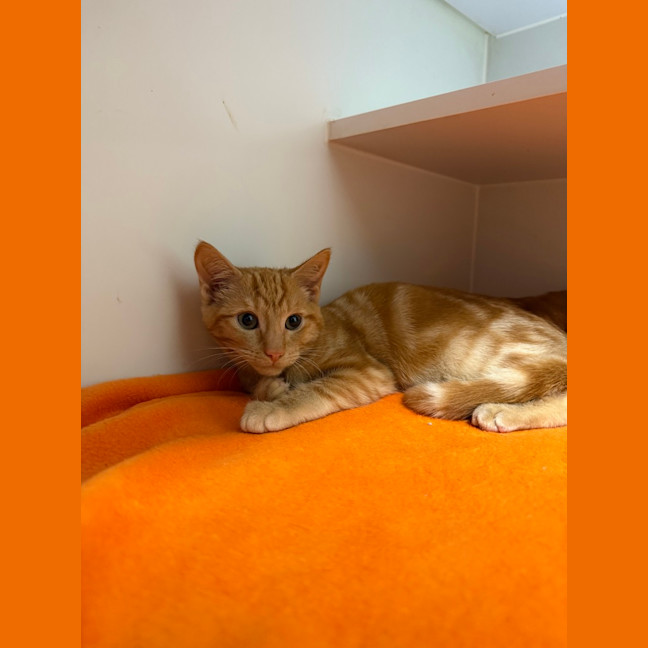 Photo of Sesame