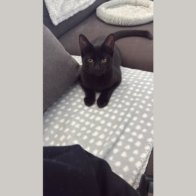 Photo of Domino 
