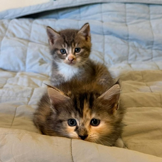 Photo of Ember