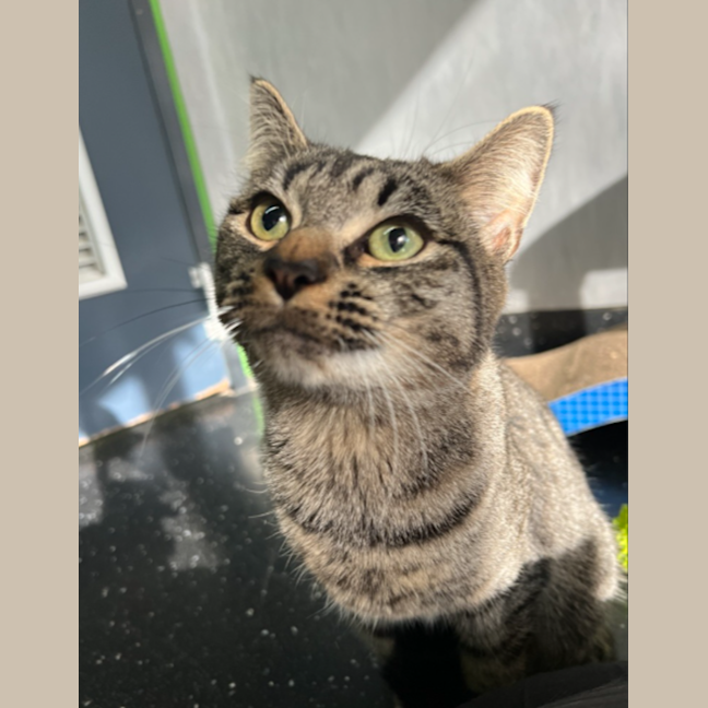 Photo of Tabby Queen 