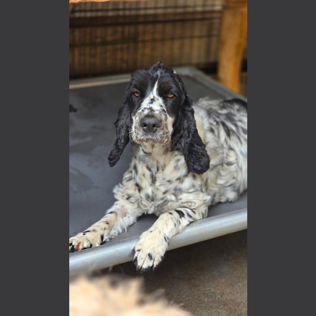 Photo of Lola