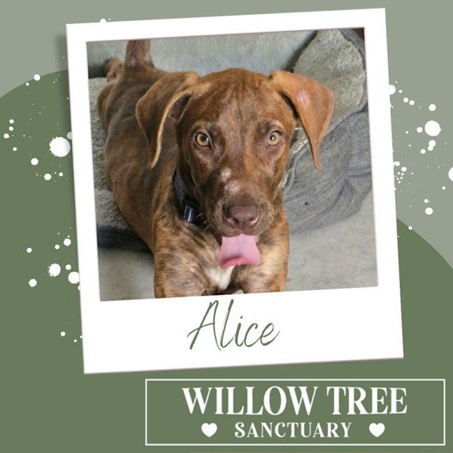 Photo of Alice