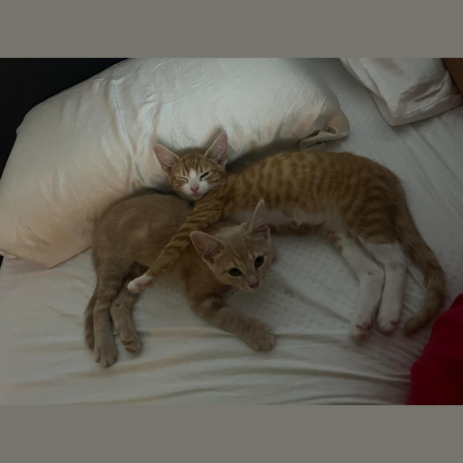 Photo of Carrot Cake