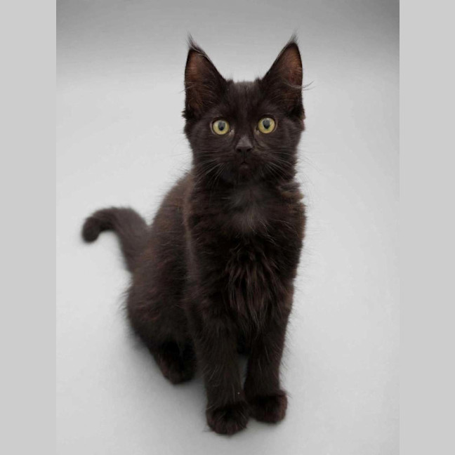 Photo of Jet