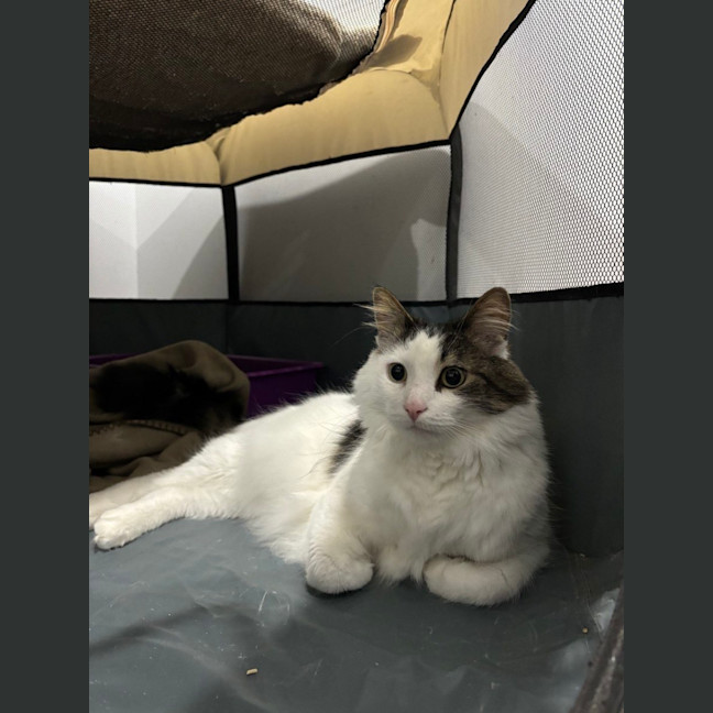 Photo of Patch