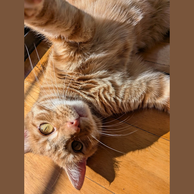 Photo of Ralphie 