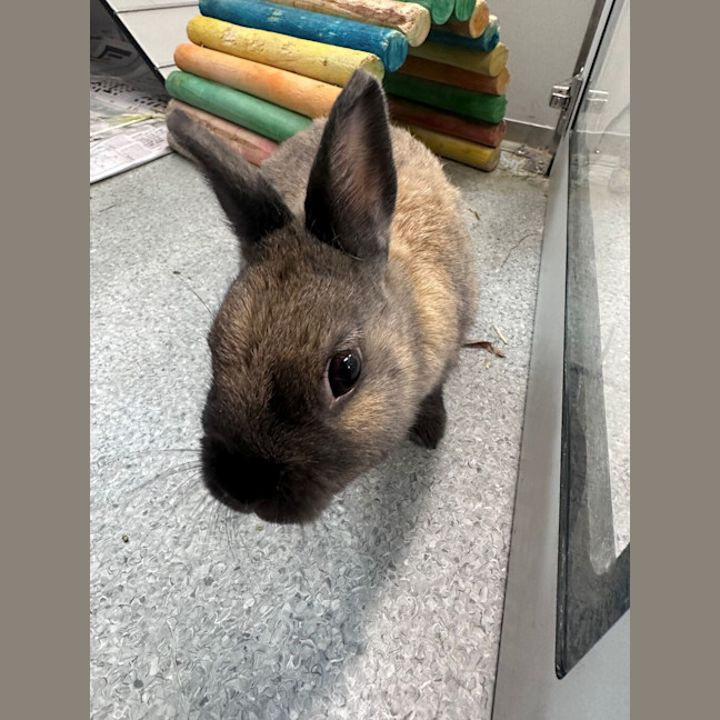 Photo of Juliet