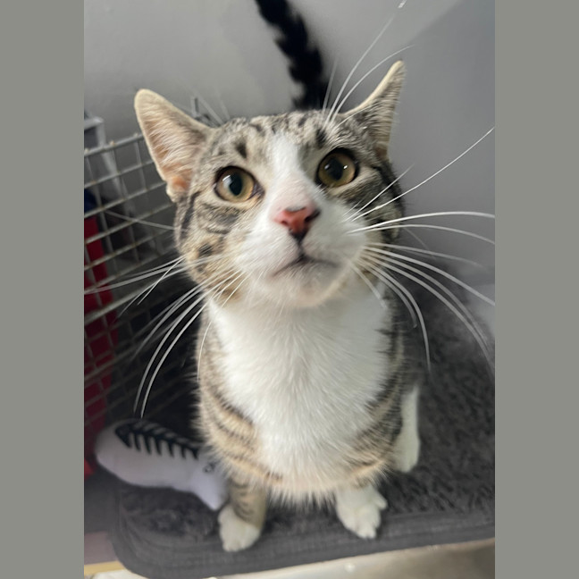 Photo of Atticus