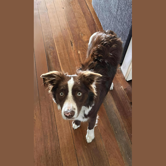Photo of Zeke   11 Month Old Border Collie