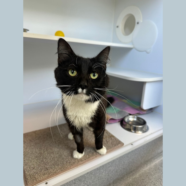 Photo of Ambrose