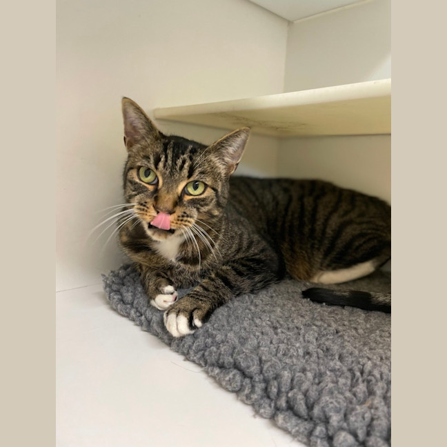 Photo of 🎮 Nippet 5903 🎮