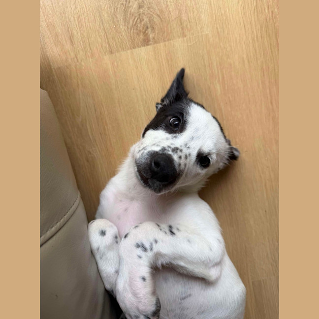 Photo of Ivy