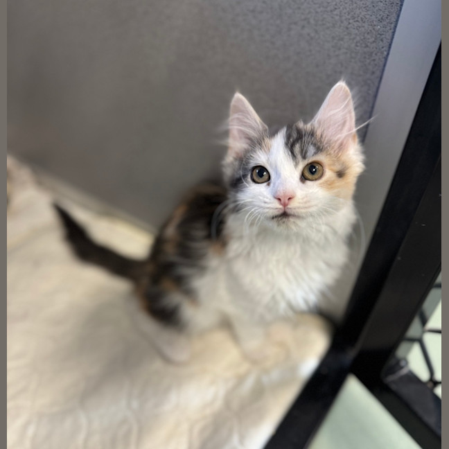 Photo of Kali