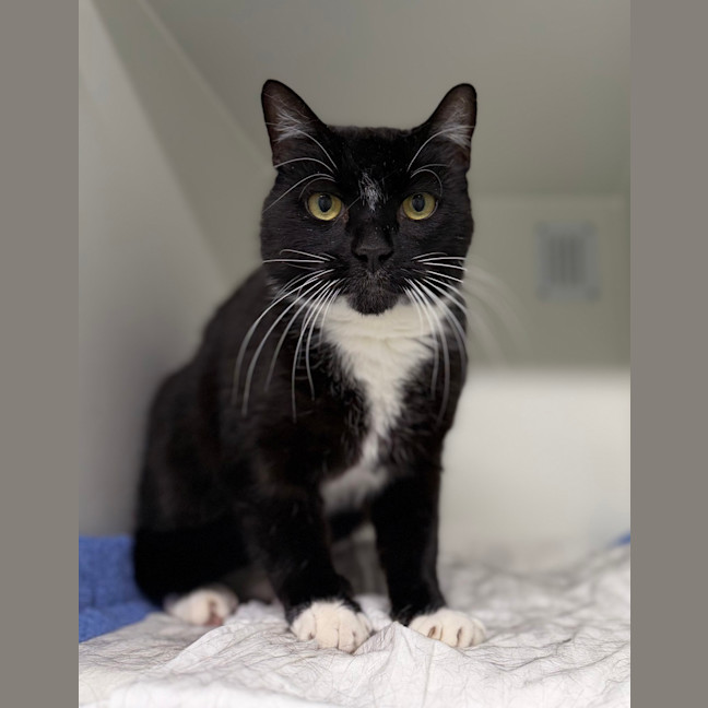 Photo of Bigglesworth