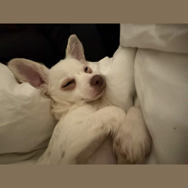Photo of Tofu 