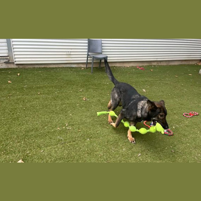Photo of Xena