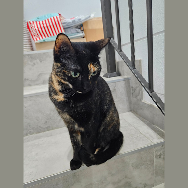 Photo of Meowie