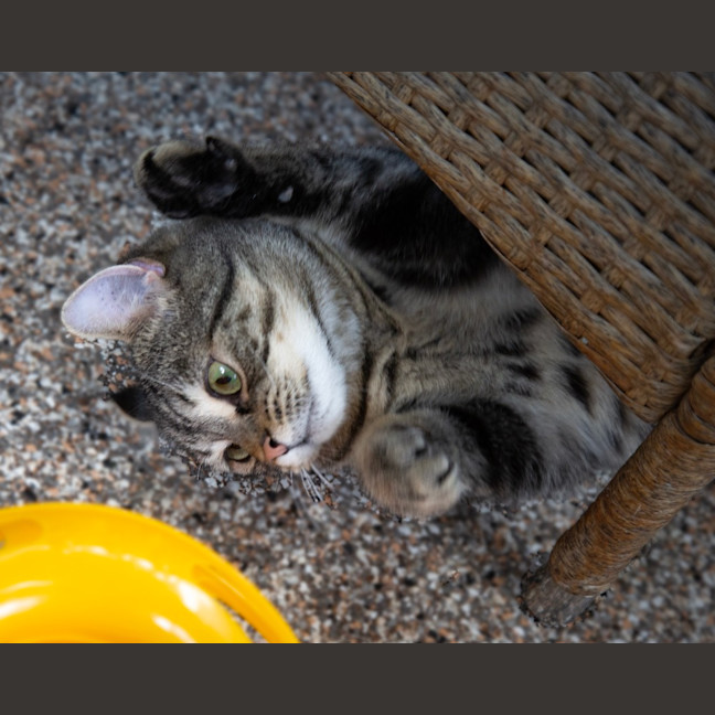 Photo of Mr Penelope