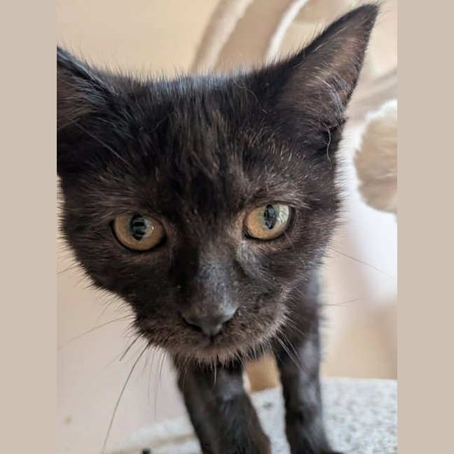 Photo of Fifi