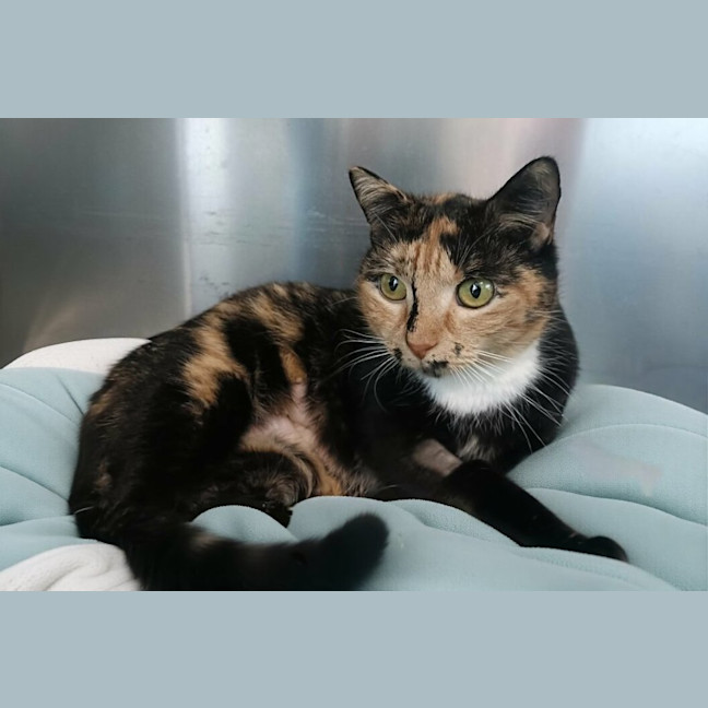 Photo of Trix