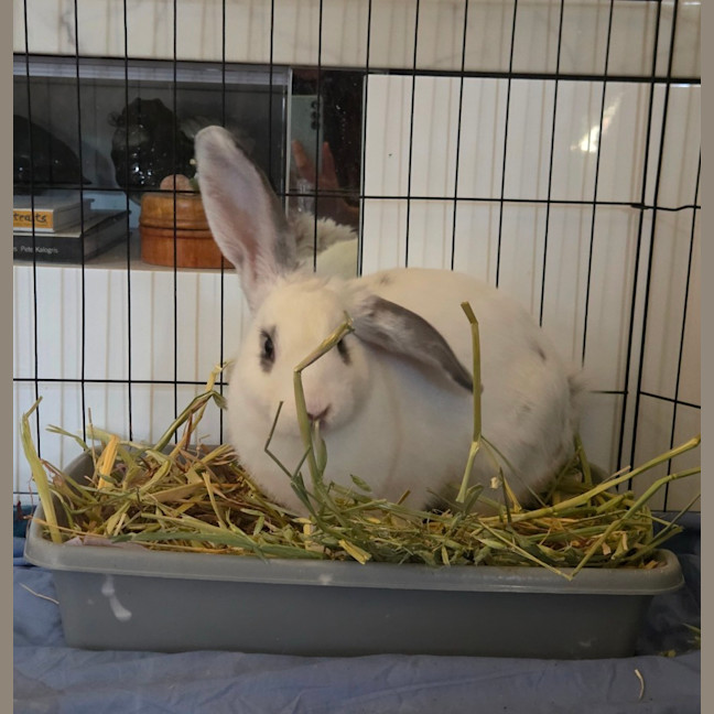 Photo of Casper