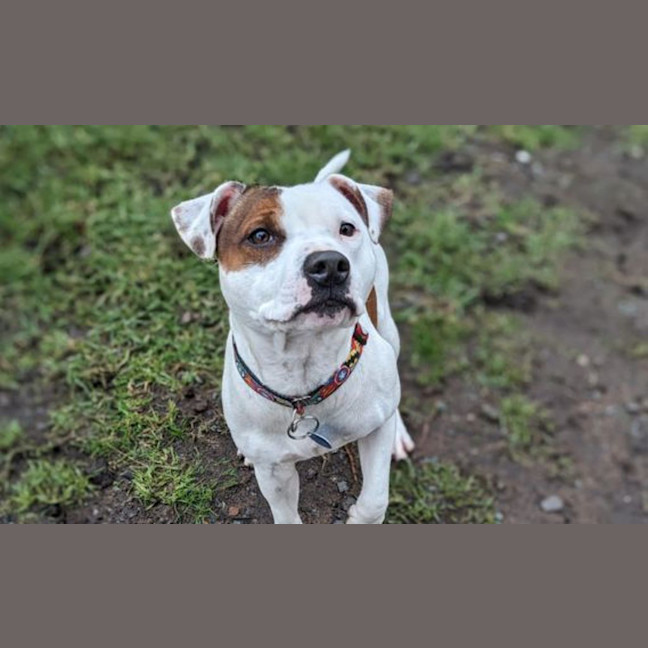 Photo of Bohdi