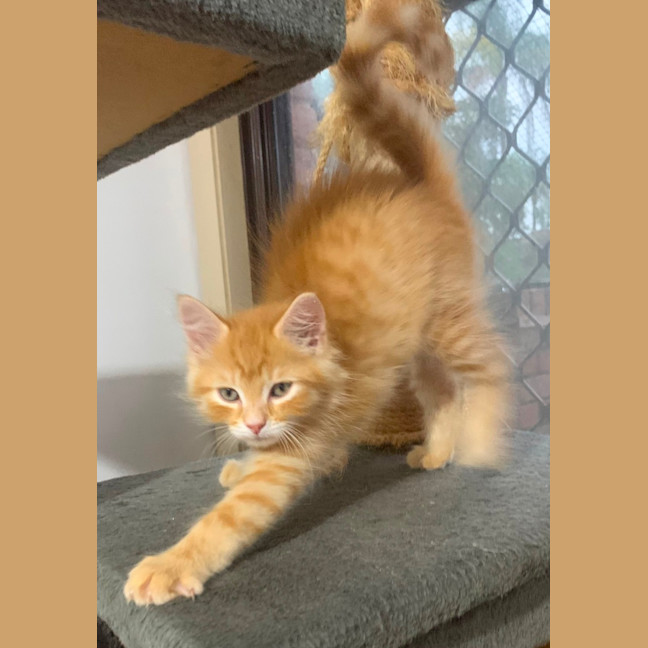 Photo of Sawyer 🐈🐈💙💙
